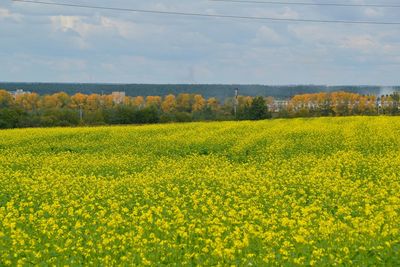 Scenic view of field against sky