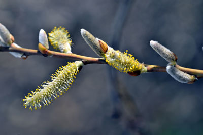 Close-up of flower buds growing outdoors