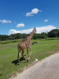 View of giraffe on field by road against sky