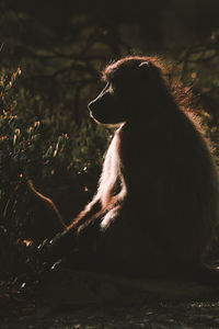 Monkey sitting on a tree