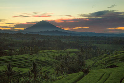 Scenic view of agricultural field against sky during sunset