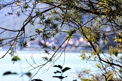 Low angle view of flowering plant against sky