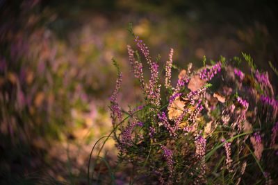 Close-up of pink flowering plant on field