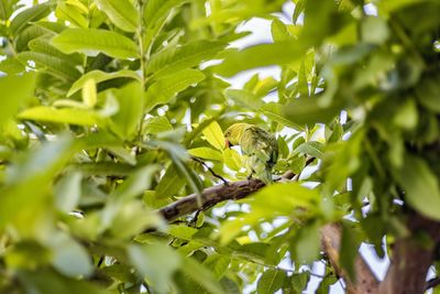Close-up of a bird on branch