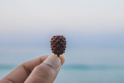 Close-up of hand holding plant part against sea