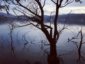 Bare tree by lake against sky