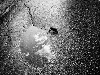 High angle view of person on puddle in city
