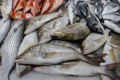 High angle view of fish for sale in market