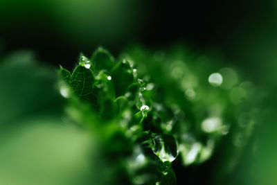 Close-up of wet plant leaves