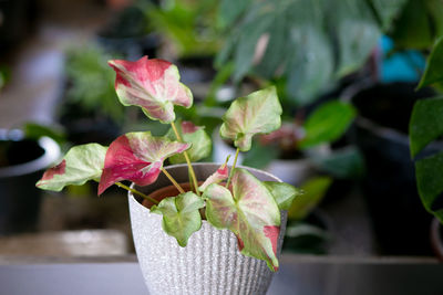 Close-up of pink flowering plant