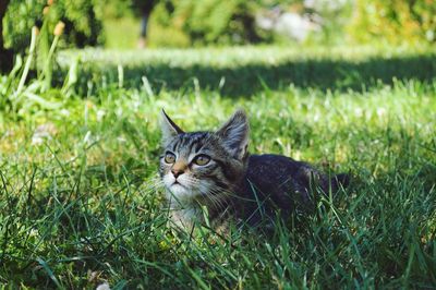 Portrait of a cat on field