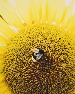 Extreme close-up of bee pollinating on sunflower