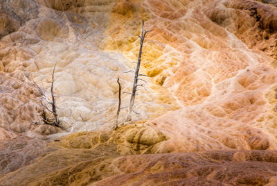 Grown in dead trees, mammoth hot springs, yellowstone