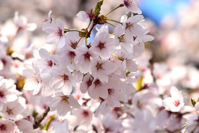 Close-up of cherry blossom