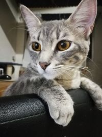 Close-up portrait of cat at home