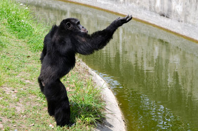 Close-up of chimpanzee standing by canal at zoo