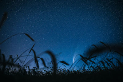 Silhouette plants against sky at night