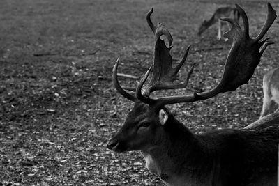 Deer in a field