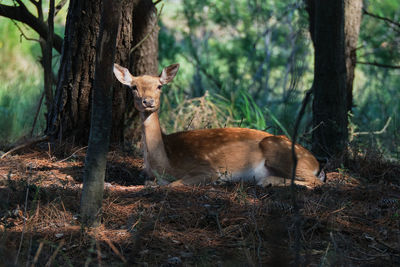 View of deer in the forest