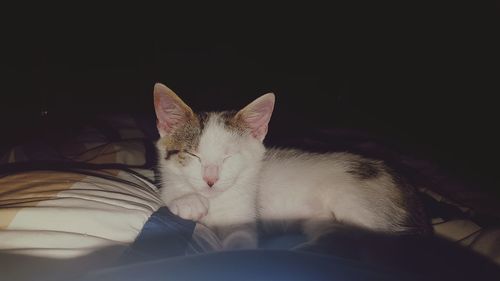Close-up of cat sleeping on bed