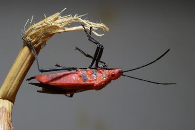 Close-up of insect