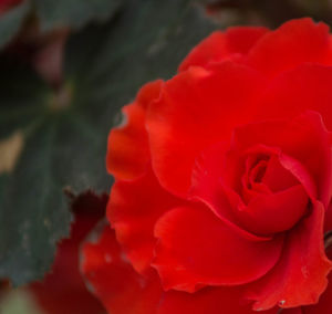 Close-up of red rose