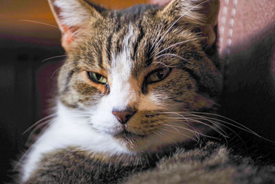 Close-up portrait of a cat