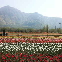 Red flowering plants on land against mountains