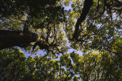 Low angle view of trees in forest against sky