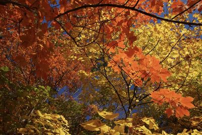 Close-up of autumnal tree