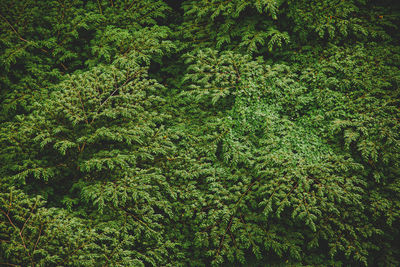 High angle view of trees in forest