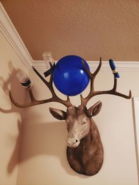 Close-up of deer hanging on wall