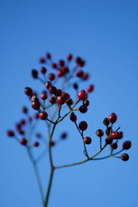 Low angle view of berries against blue sky