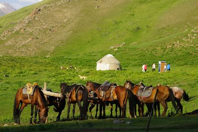 Horses in a field