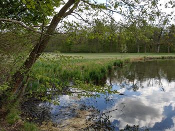Scenic view of lake in forest