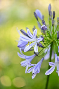 Close-up of purple flowering plant