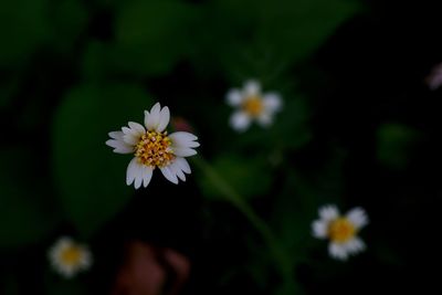 Flowers of tridax daisy, broadleaf weed in nature