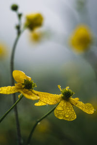 Close-up of yellow flowering plant