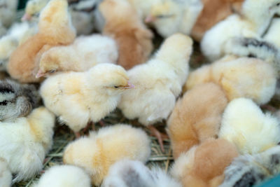 Close-up of a birds