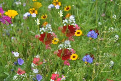 Close-up of purple flowers blooming in field