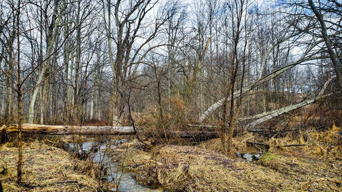 Bare trees in forest during winter