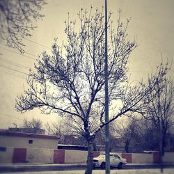 Bare trees against sky