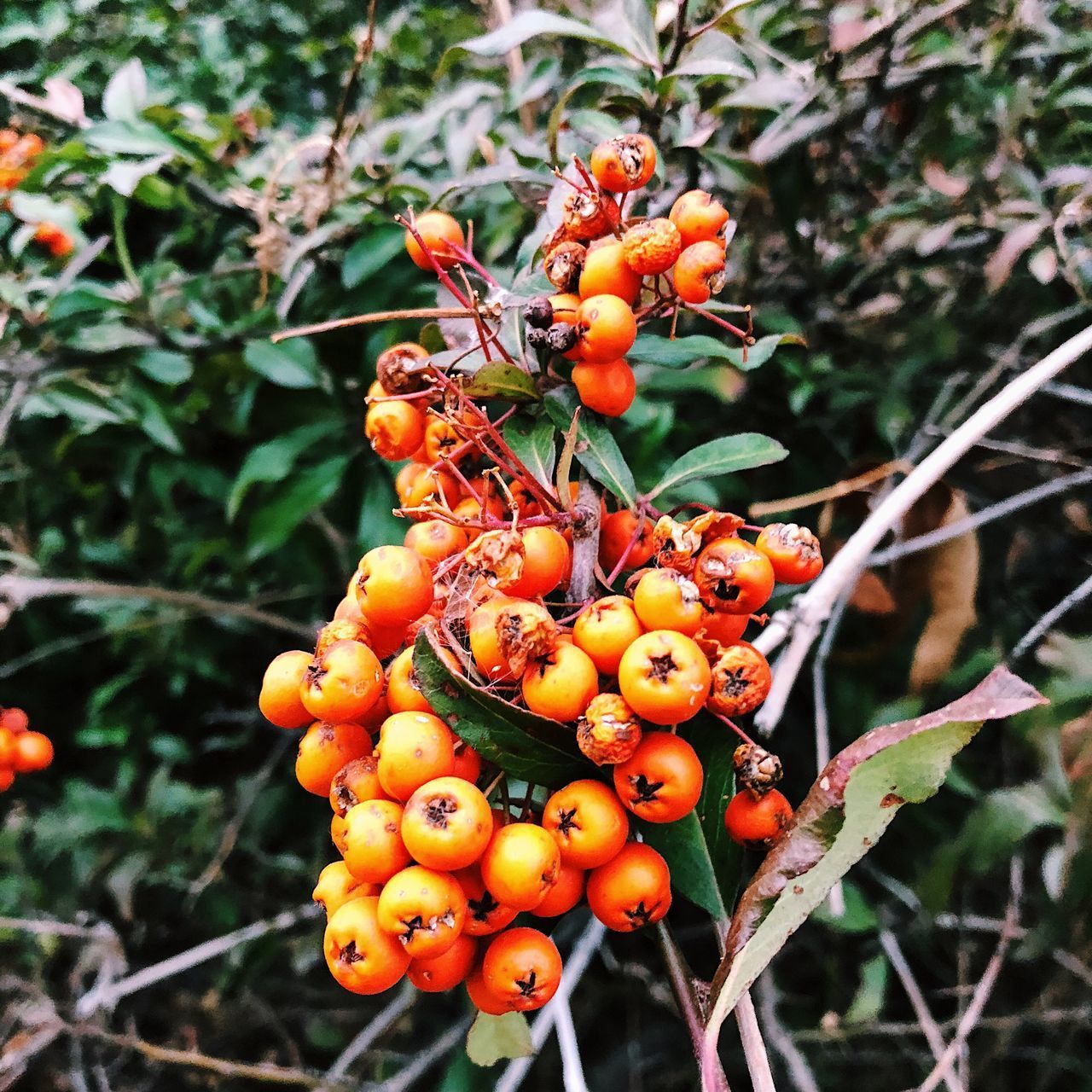 CLOSE-UP OF ORANGE FRUITS GROWING ON TREE