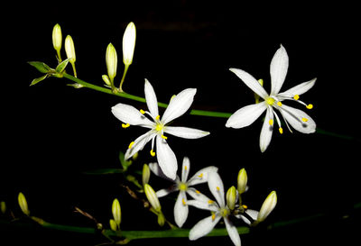 Close-up of white flowering plant against black background