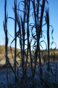 Close-up of bare tree against sky