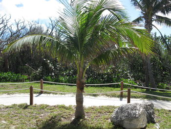 Close-up of palm trees against sky