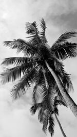 Low angle view of palm tree against sky