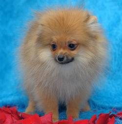 pomeranian