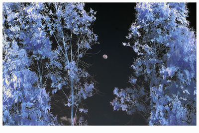 Digital composite image of trees and plants during winter