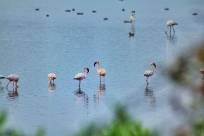 Flock of birds in lake